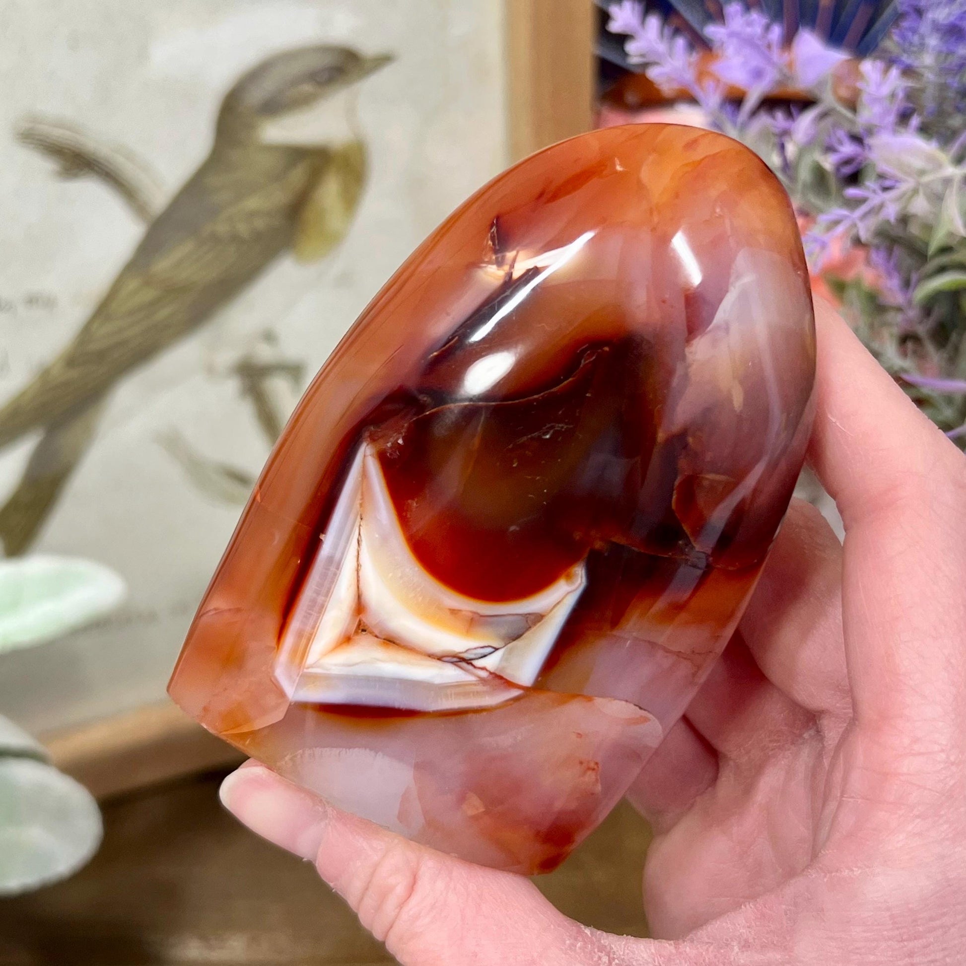 Carnelian Agate Freeform | Carnelian Orca Agate