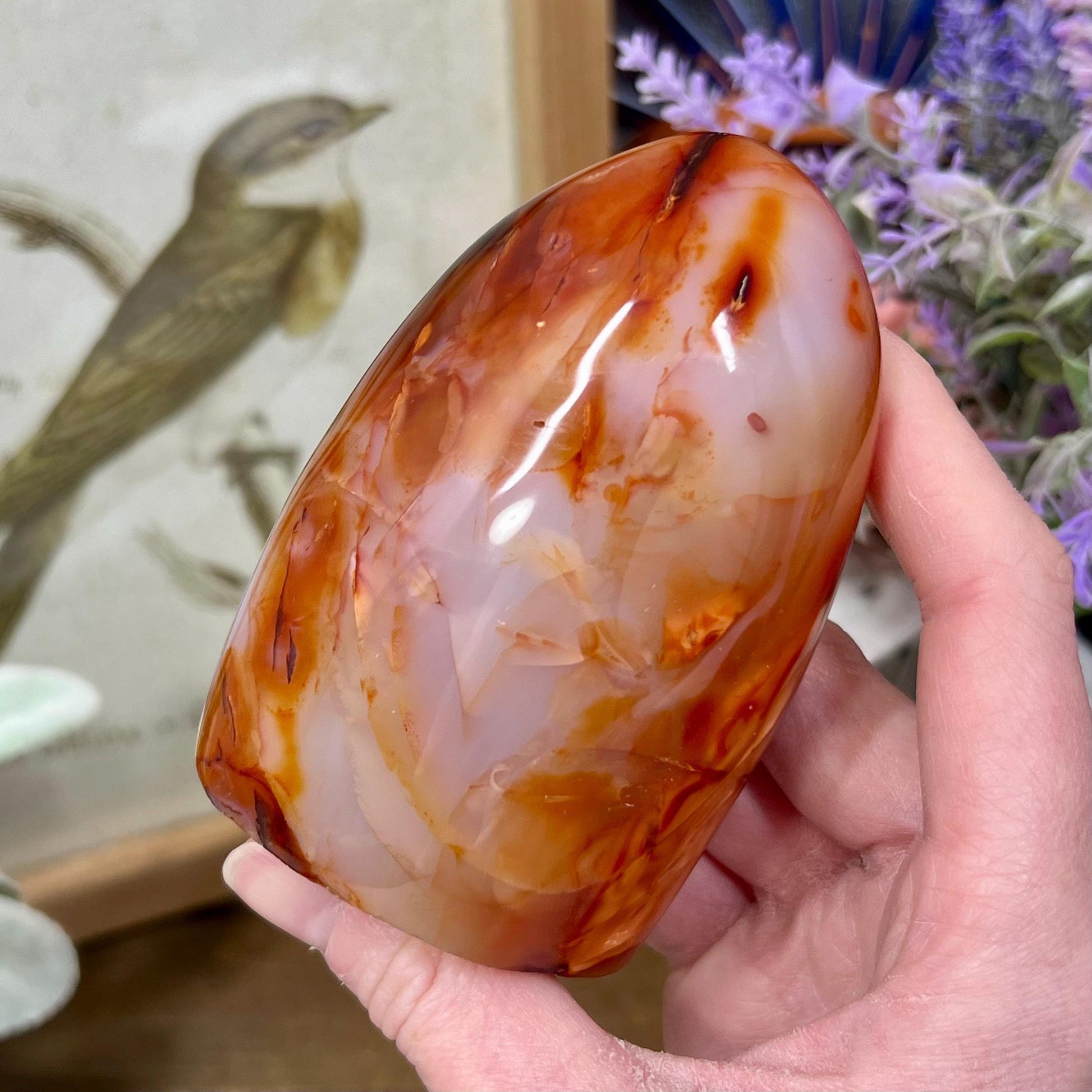 Carnelian Agate Freeform | Carnelian Orca Agate