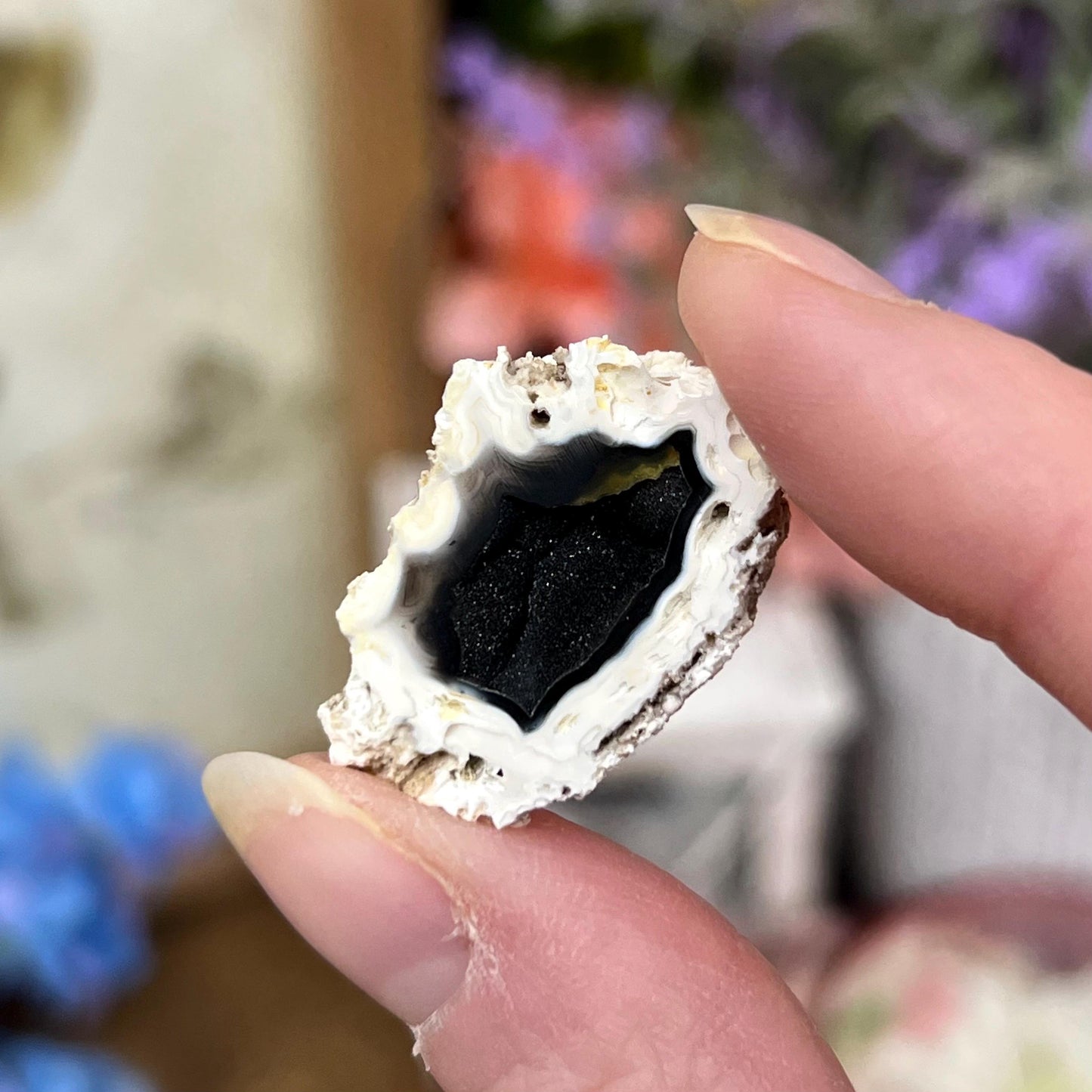 Tiny High Quality Agatized Coral Pair | Florida Fossilized Coral | UV Reactive Coral Fossil | Coral Geode | Black Agate | Black Coral