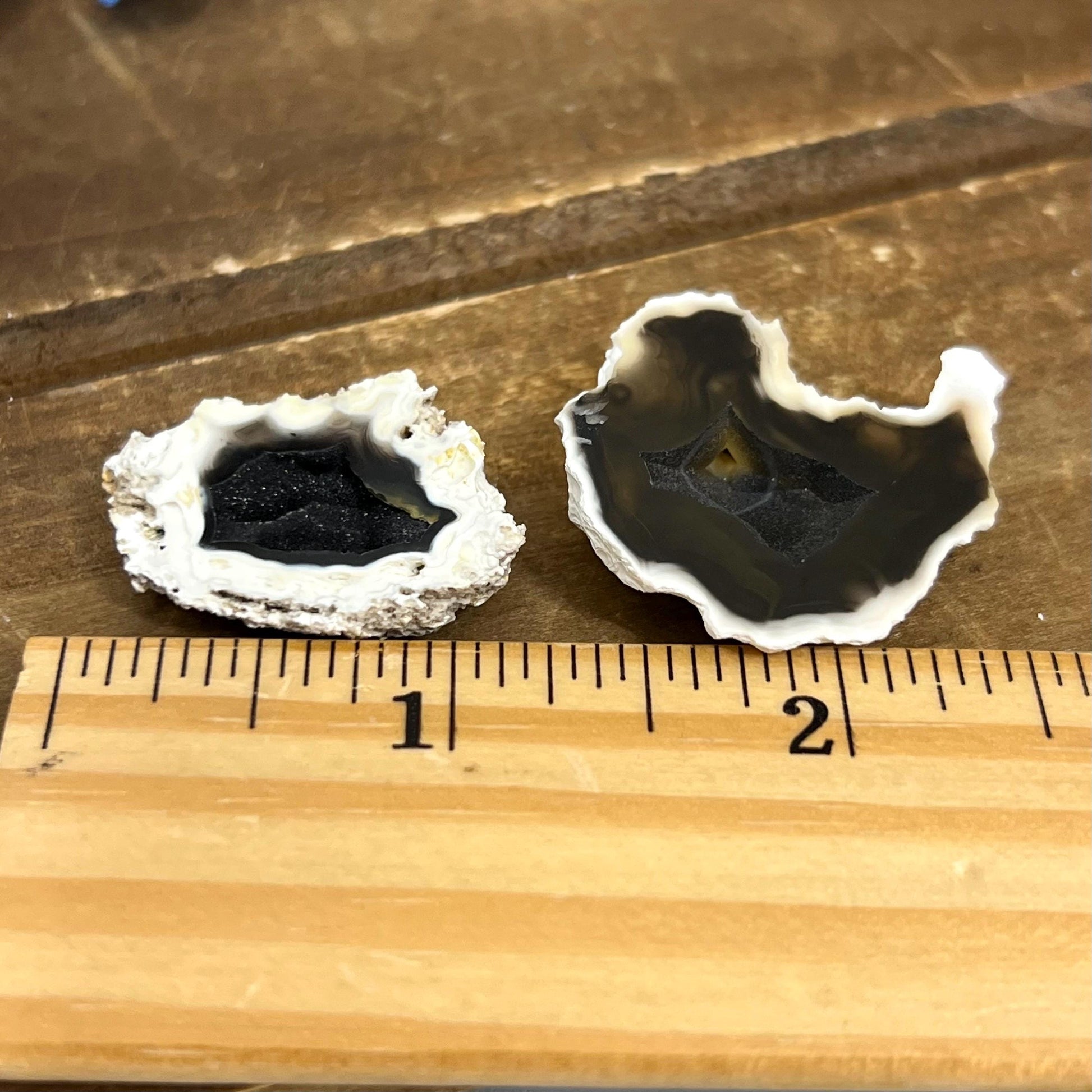 Tiny High Quality Agatized Coral Pair | Florida Fossilized Coral | UV Reactive Coral Fossil | Coral Geode | Black Agate | Black Coral