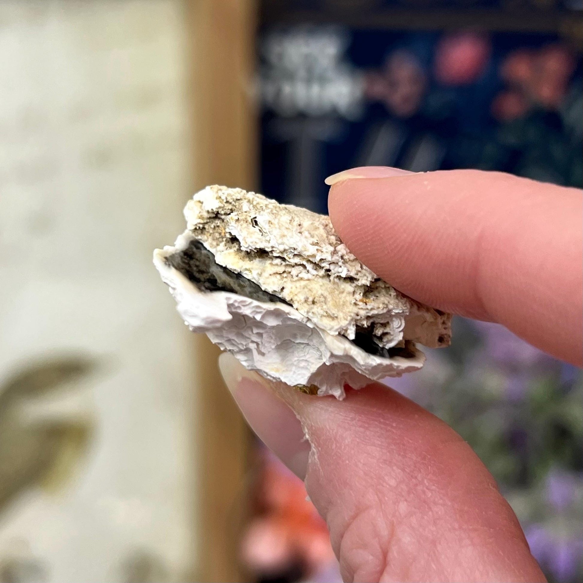 Tiny High Quality Agatized Coral Pair | Florida Fossilized Coral | UV Reactive Coral Fossil | Coral Geode | Black Agate | Black Coral