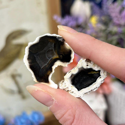Tiny High Quality Agatized Coral Pair | Florida Fossilized Coral | UV Reactive Coral Fossil | Coral Geode | Black Agate | Black Coral