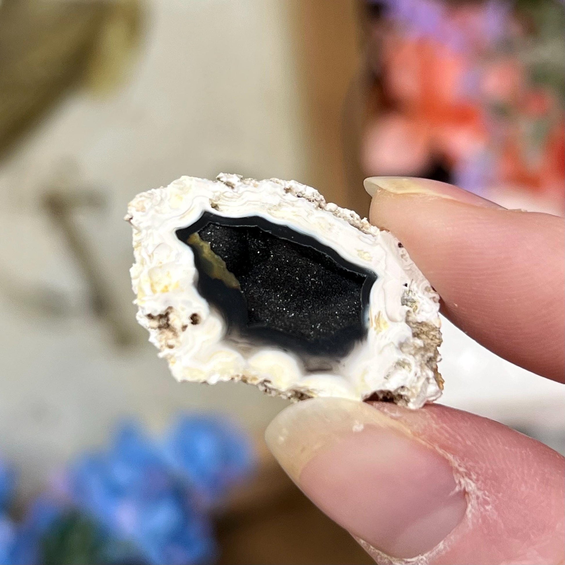 Tiny High Quality Agatized Coral Pair | Florida Fossilized Coral | UV Reactive Coral Fossil | Coral Geode | Black Agate | Black Coral