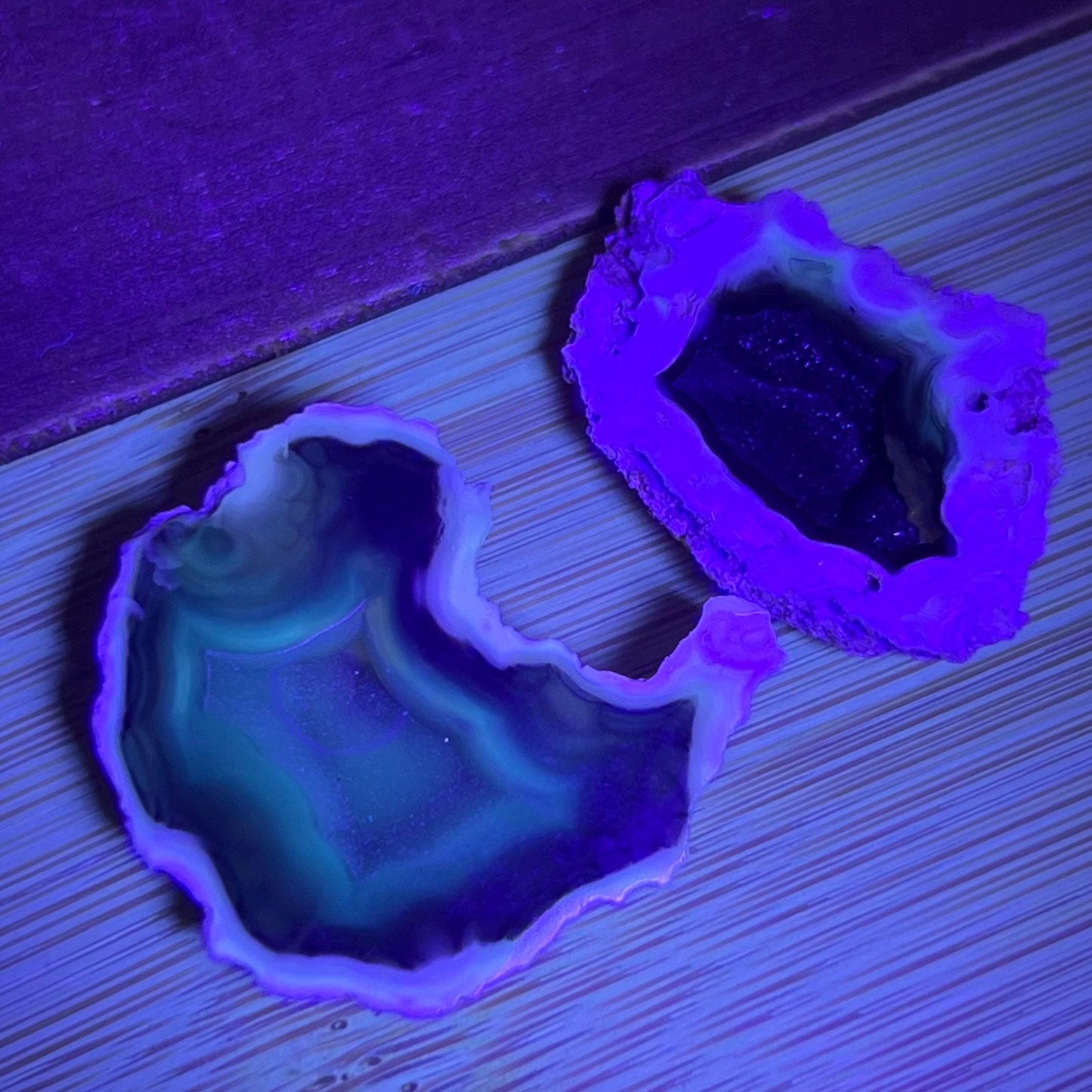 Tiny High Quality Agatized Coral Pair | Florida Fossilized Coral | UV Reactive Coral Fossil | Coral Geode | Black Agate | Black Coral