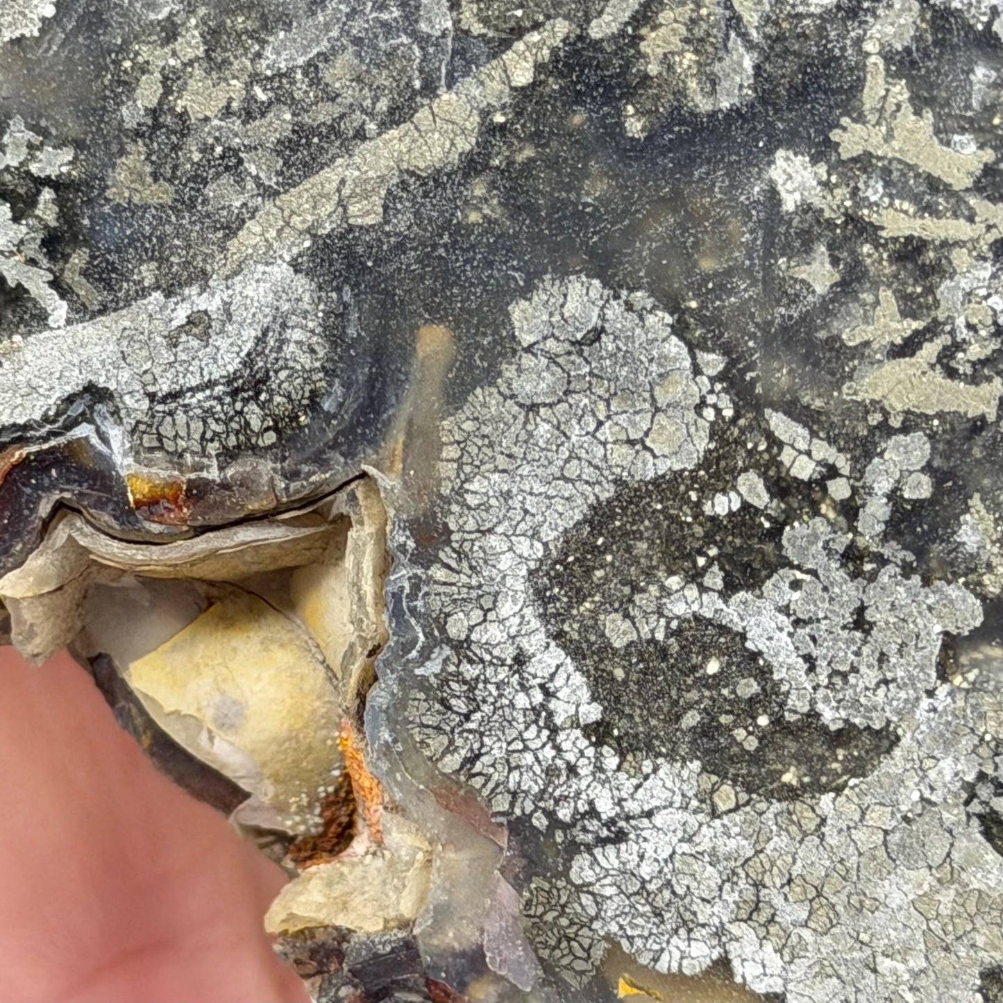 Marcasite in Agate Slab | Nipomo Agate