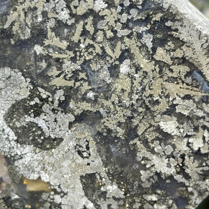 Marcasite in Agate Slab | Nipomo Agate