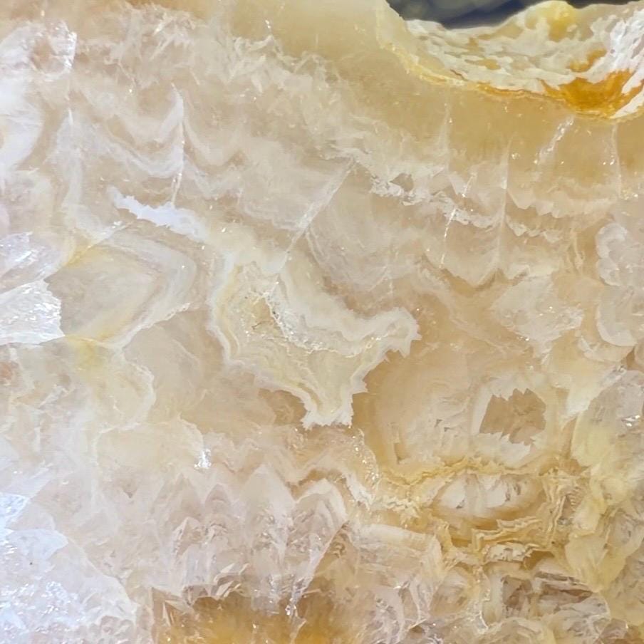 High Quality Agatized Coral | Florida Fossilized Coral | Coral Geode