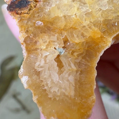 High Quality Agatized Coral | Florida Fossilized Coral | Coral Geode