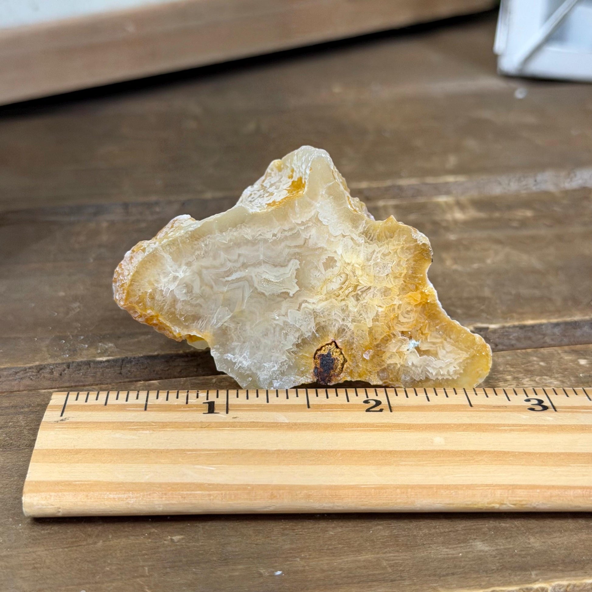 High Quality Agatized Coral | Florida Fossilized Coral | Coral Geode