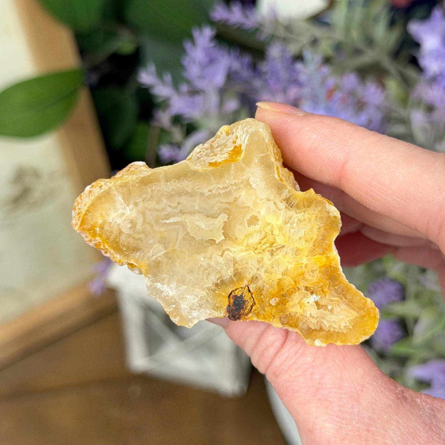 High Quality Agatized Coral | Florida Fossilized Coral | Coral Geode