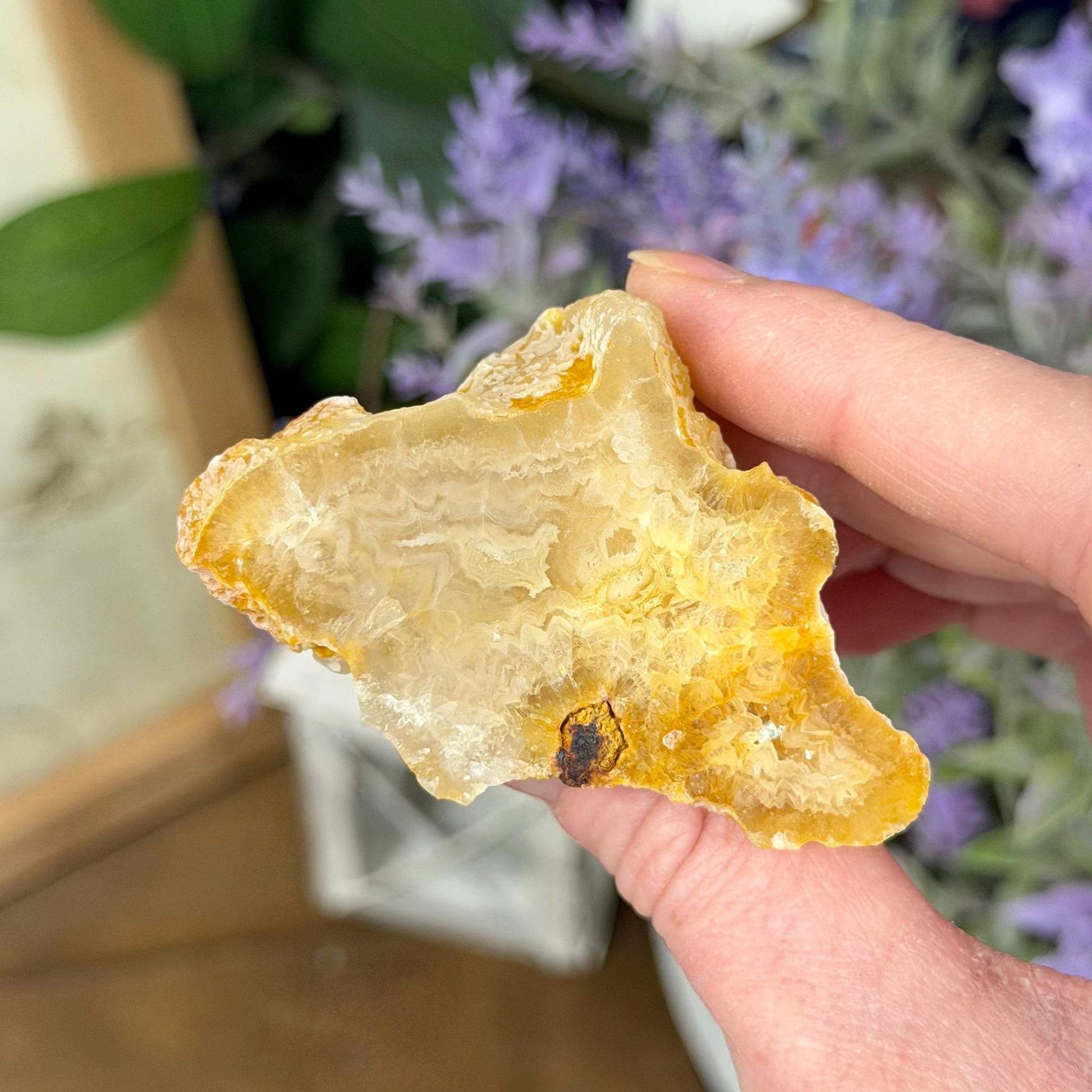 High Quality Agatized Coral | Florida Fossilized Coral | Coral Geode