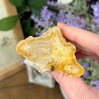 High Quality Agatized Coral | Florida Fossilized Coral | Coral Geode