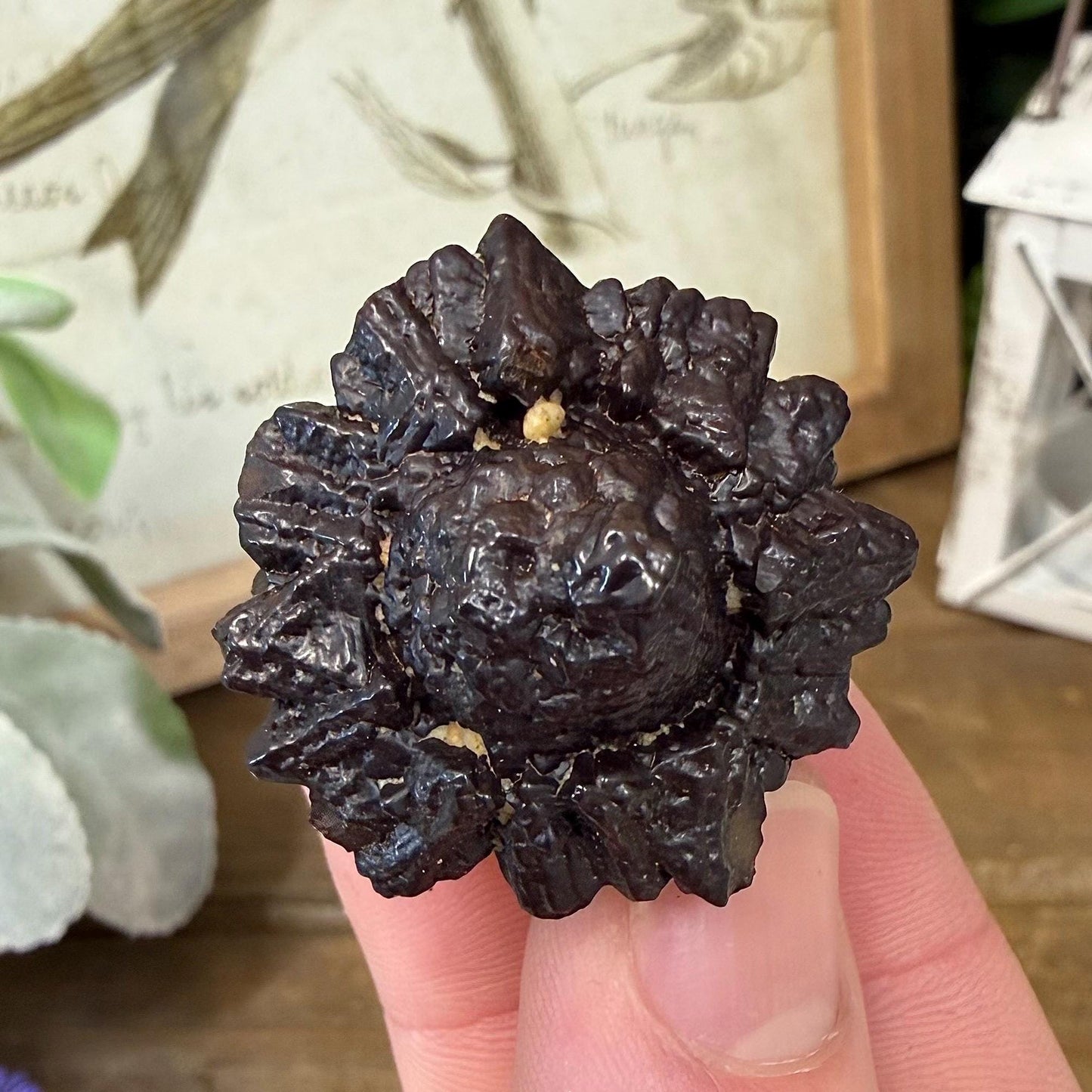 Unique Large Prophecy Stone | Beautiful Symmetrical Growth Patterns