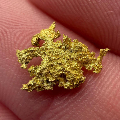Dendritic Native Gold Specimen | 0.65g Natural Gold | Grass Valley, Nevada County California | Collector Gold