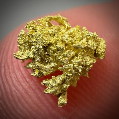 Crystallized Gold Nugget | Belshazzar Mine, Idaho | Natural Leaf & Dendritic Gold | 0.44g Collector Specimen