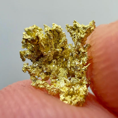 Crystallized Gold Nugget | Belshazzar Mine, Idaho | Natural Leaf & Dendritic Gold | 0.44g Collector Specimen