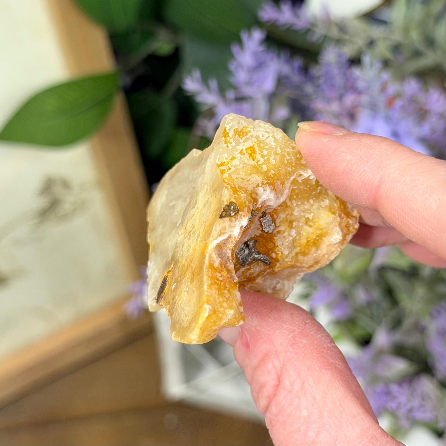 High Quality Agatized Coral | Florida Fossilized Coral | Coral Geode