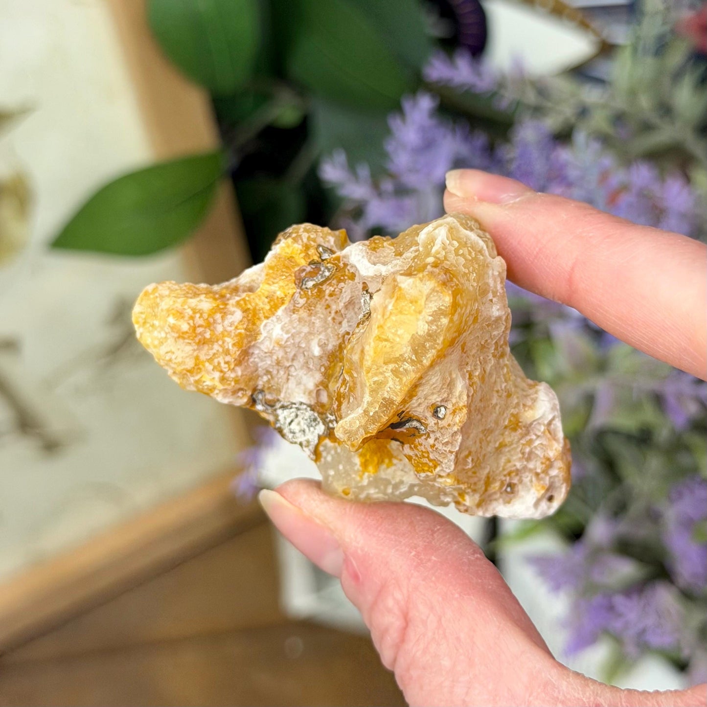 High Quality Agatized Coral | Florida Fossilized Coral | Coral Geode