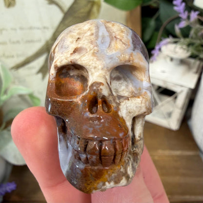 Small Mexican Lace Agate Skull | Crystal Skull | Banded Agate