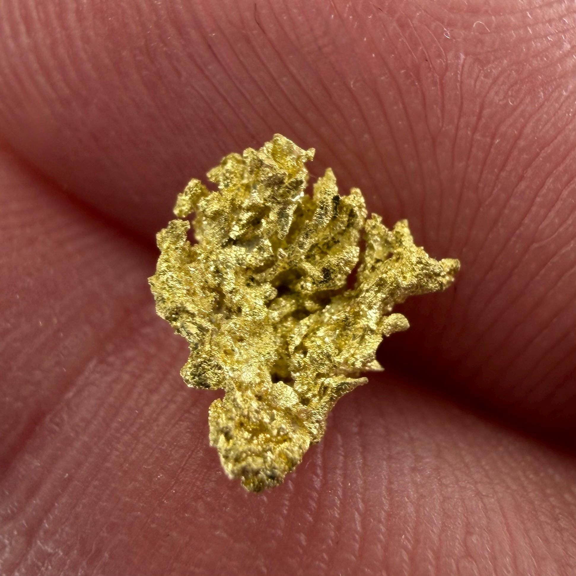 Crystallized Gold Nugget | Belshazzar Mine, Idaho | Natural Leaf & Dendritic Gold | 0.44g Collector Specimen