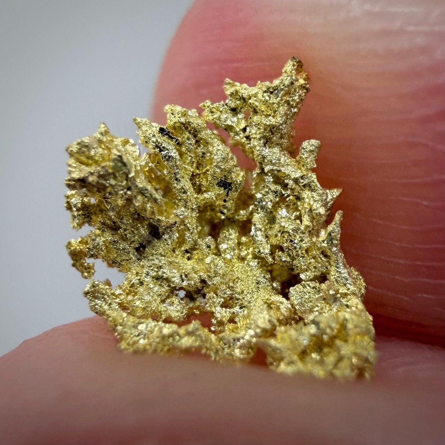 Crystallized Gold Nugget | Belshazzar Mine, Idaho | Natural Leaf & Dendritic Gold | 0.44g Collector Specimen