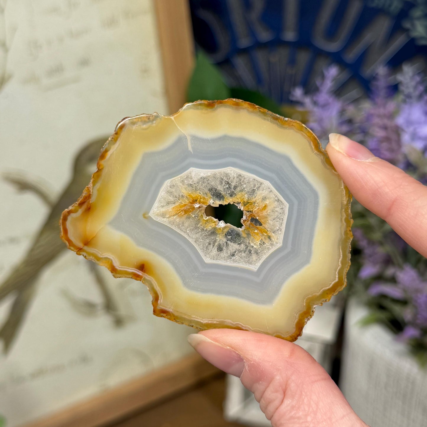 Rainbow Iris Agate | Iris Agate Slice