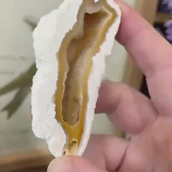 High Quality Agatized Coral | Florida Fossilized Coral | UV Reactive Coral Fossil | Coral Geode