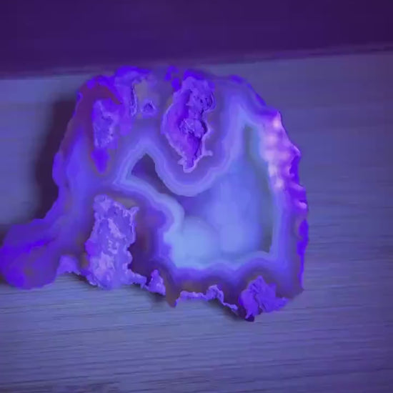 High Quality Agatized Coral | Florida Fossilized Coral | UV Reactive Coral Fossil | Coral Geode