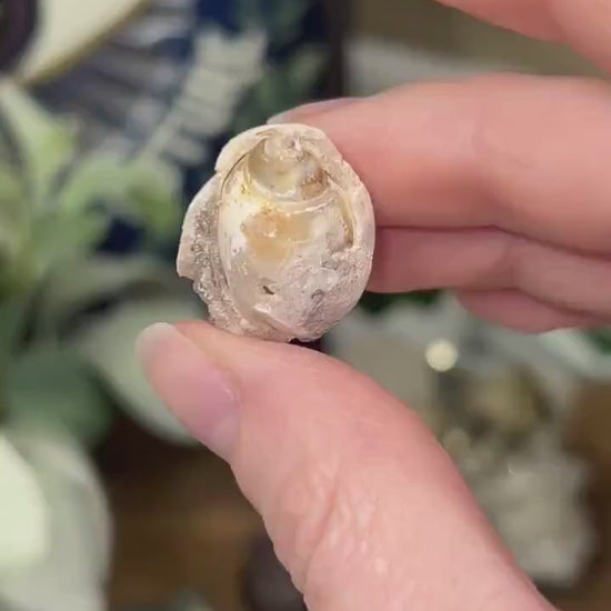 Fossilized Spiralite Quartz Shells | Druzy Quartz Shell | Fossilized Seashell