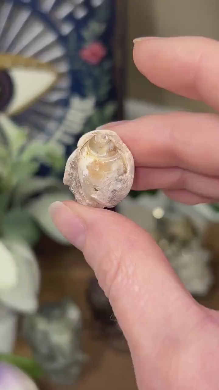 Fossilized Spiralite Quartz Shells | Druzy Quartz Shell | Fossilized Seashell