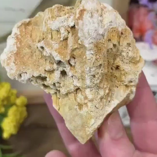 Top-Polished Fossilized Coral from Indonesia | Fossil Coral